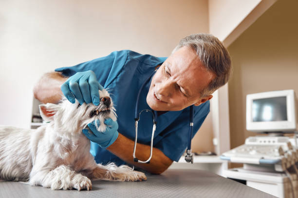 Best Emergency Dental Services for Seniors in Tarkio, MO